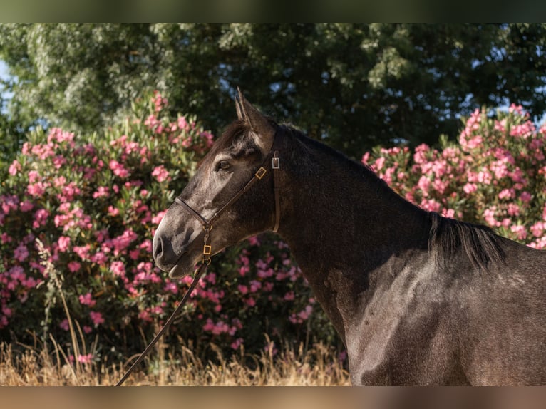Lusitanos Hengst 3 Jahre 160 cm Blauschimmel in Vila Viçosa