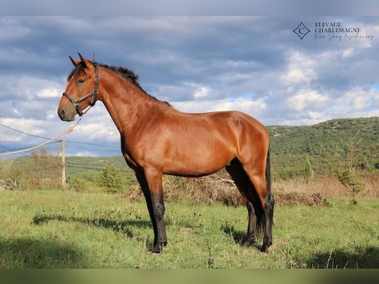 Lusitanos Hengst 3 Jahre 160 cm Brauner in GROSPIERRES