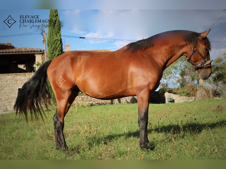 Lusitanos Hengst 3 Jahre 160 cm Brauner in GROSPIERRES