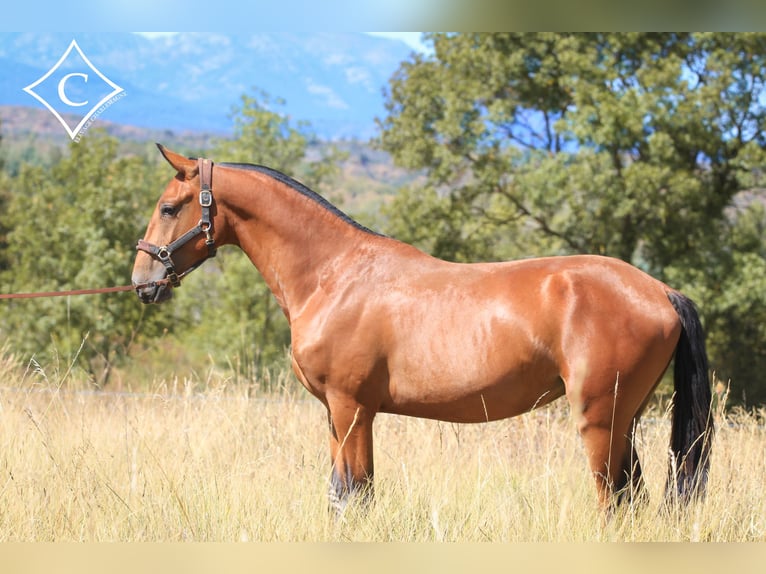 Lusitanos Hengst 3 Jahre 160 cm Brauner in GROSPIERRES