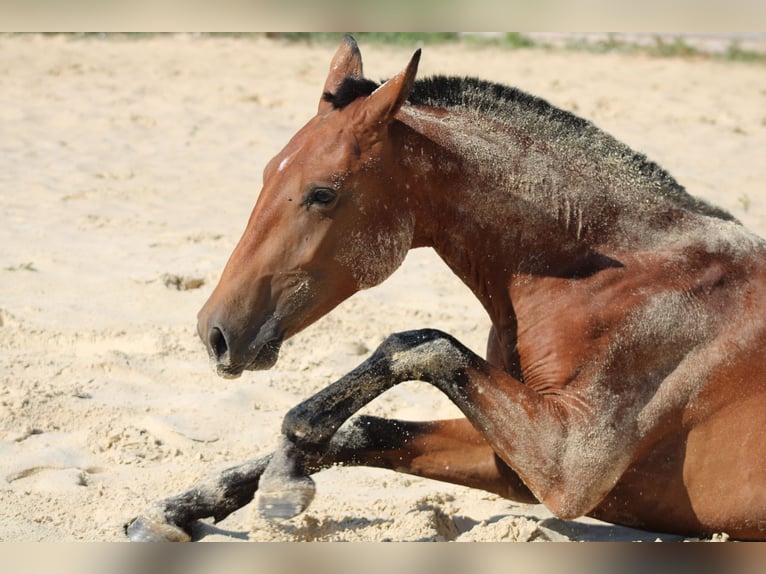 Lusitanos Hengst 3 Jahre 160 cm Brauner in GROSPIERRES