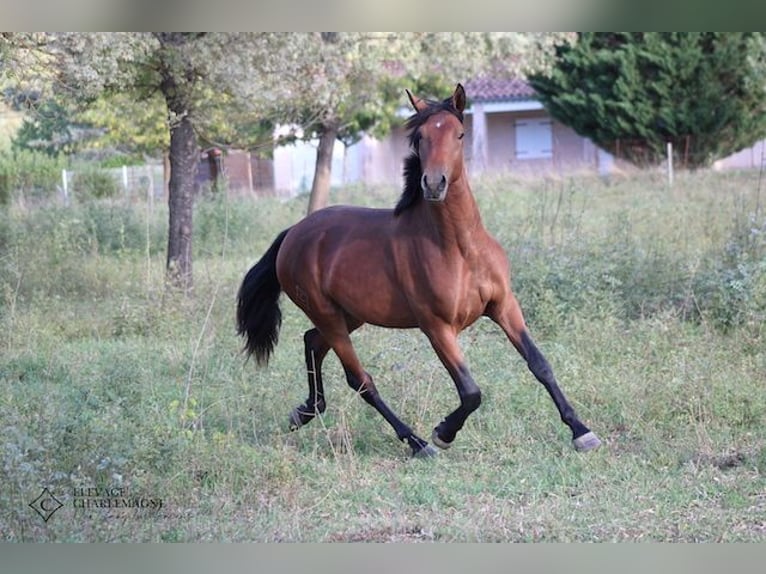 Lusitanos Hengst 3 Jahre 160 cm Brauner in GROSPIERRES