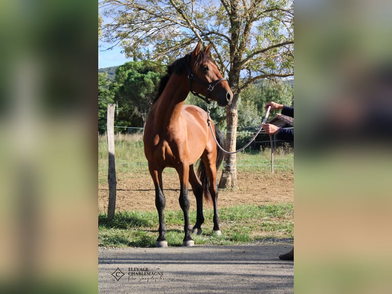 Lusitanos Hengst 3 Jahre 160 cm Brauner in GROSPIERRES