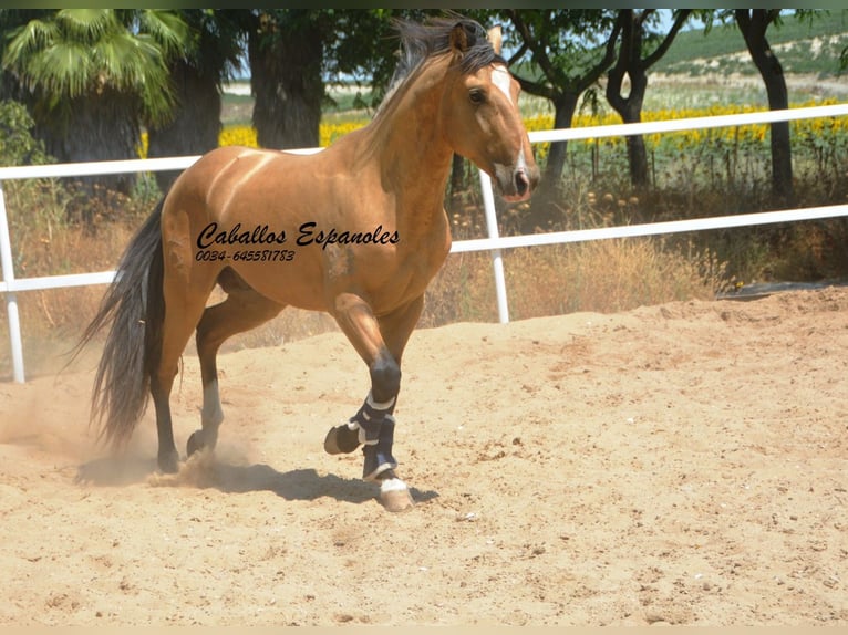 Lusitanos Hengst 3 Jahre 160 cm Buckskin in Vejer de la Frontera