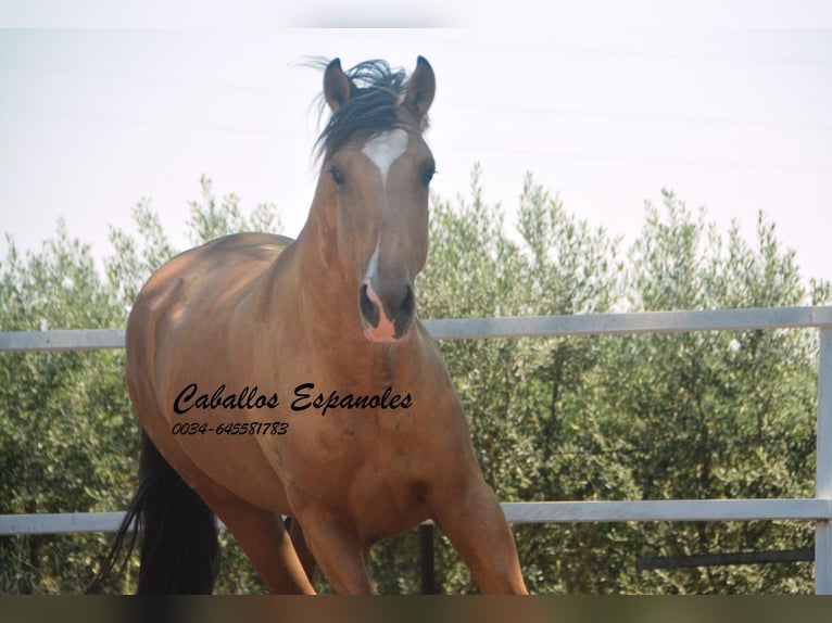 Lusitanos Hengst 3 Jahre 160 cm Buckskin in Vejer de la Frontera