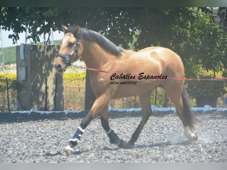 Lusitanos Hengst 3 Jahre 160 cm Buckskin in Vejer de la Frontera