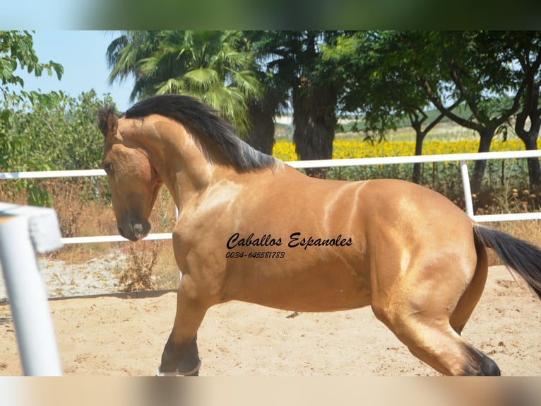 Lusitanos Hengst 3 Jahre 160 cm Buckskin in Vejer de la Frontera