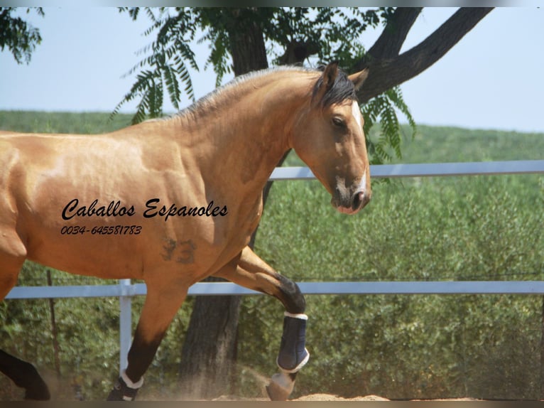 Lusitanos Hengst 3 Jahre 160 cm Buckskin in Vejer de la Frontera