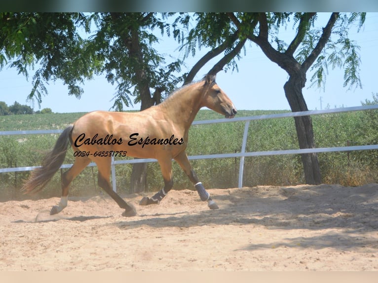 Lusitanos Hengst 3 Jahre 160 cm Buckskin in Vejer de la Frontera