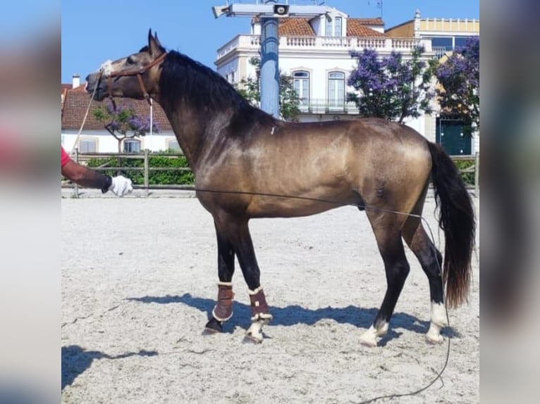 Lusitanos Hengst 3 Jahre 160 cm Buckskin in golega