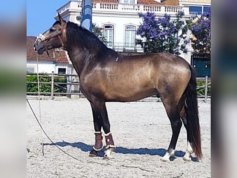 Lusitanos Hengst 3 Jahre 160 cm Buckskin in golega