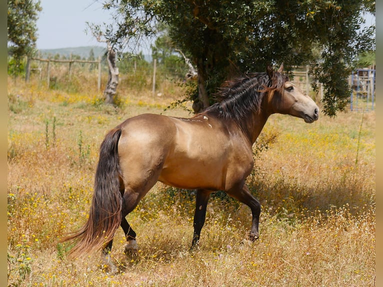 Lusitanos Hengst 3 Jahre 160 cm Buckskin in golega
