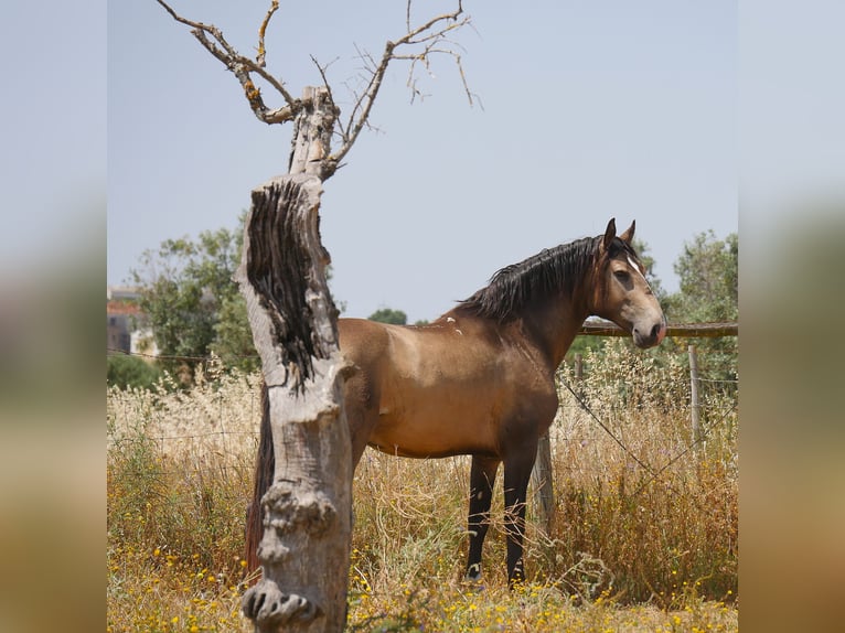 Lusitanos Hengst 3 Jahre 160 cm Buckskin in golega