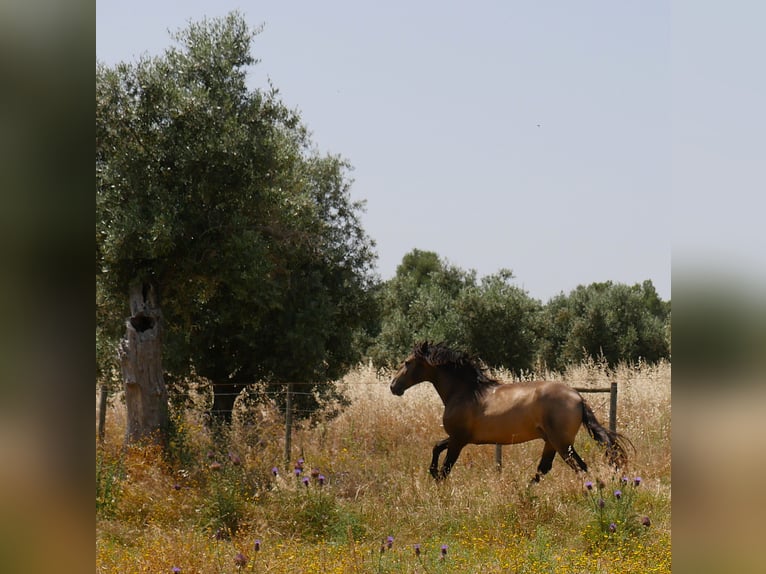 Lusitanos Hengst 3 Jahre 160 cm Buckskin in golega