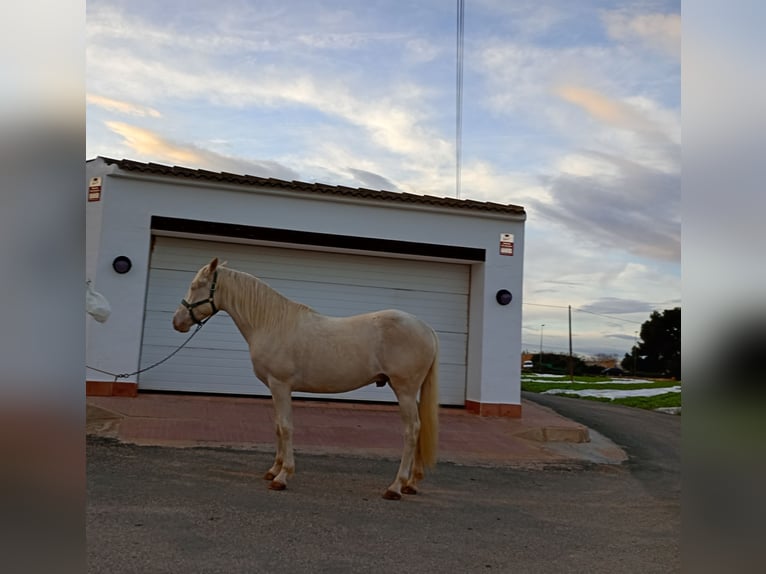 Lusitanos Hengst 3 Jahre 160 cm Cremello in San Javier