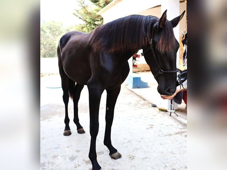 Lusitanos Hengst 3 Jahre 160 cm Rappe in Ribamar