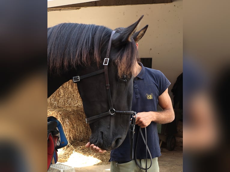Lusitanos Hengst 3 Jahre 160 cm Rappe in Ribamar