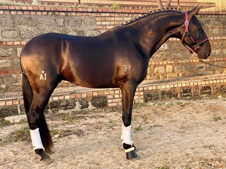 Lusitanos Hengst 3 Jahre 161 cm in Navas Del Madroño Lusitanos Hengst 3 Jahre 161 cm in Navas Del Madroño