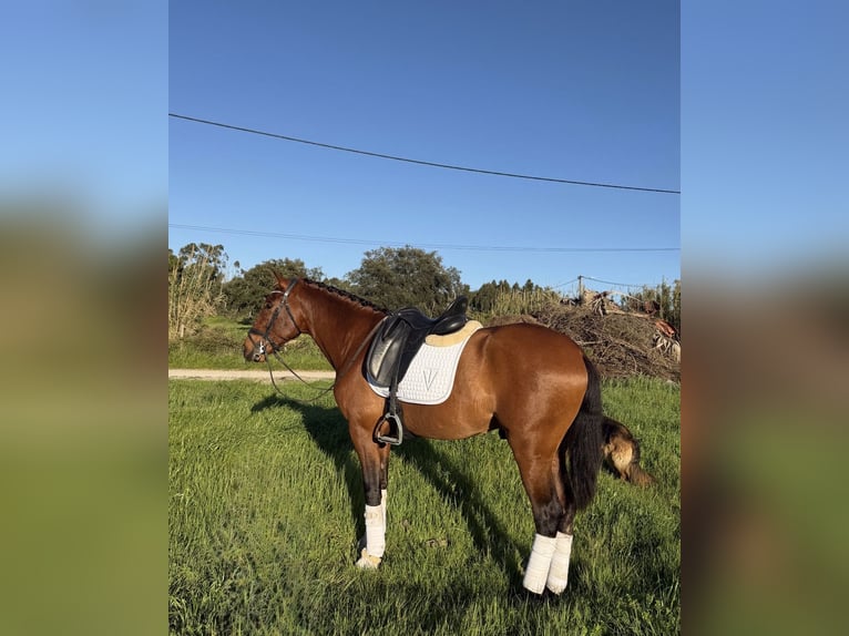 Lusitanos Hengst 3 Jahre 161 cm Dunkelbrauner in setubal