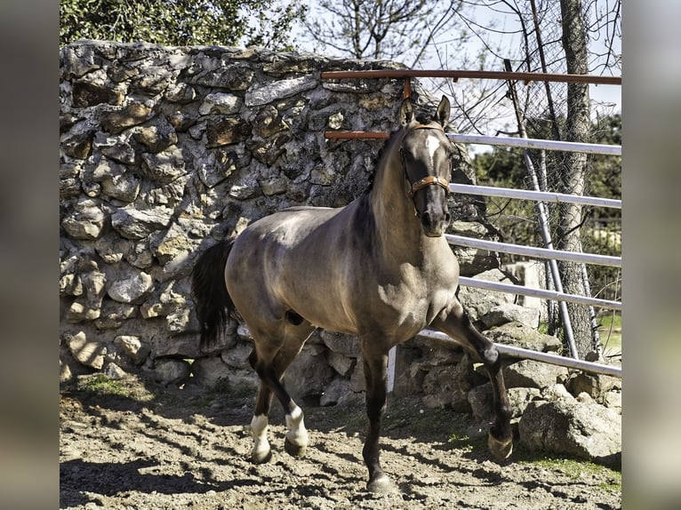 Lusitanos Hengst 3 Jahre 161 cm Grullo in MADRID