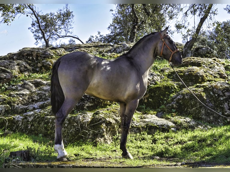 Lusitanos Hengst 3 Jahre 161 cm Grullo in MADRID