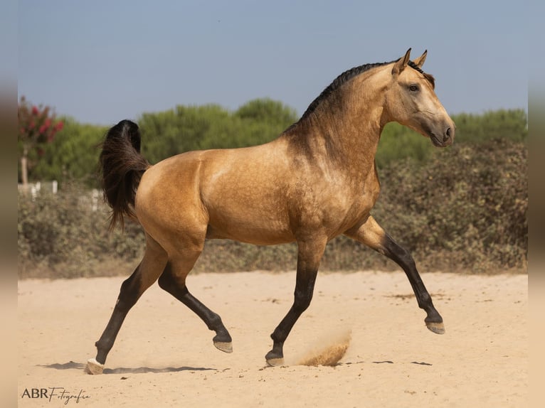 Lusitanos Hengst 3 Jahre 162 cm Buckskin in Caldas da Rainha