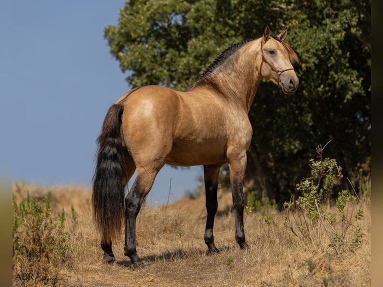 Lusitanos Hengst 3 Jahre 162 cm Buckskin in Caldas da Rainha
