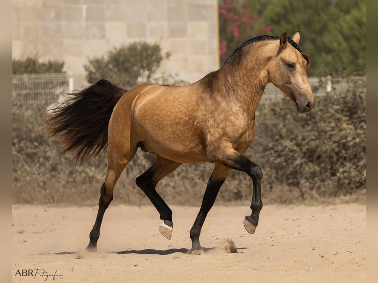 Lusitanos Hengst 3 Jahre 162 cm Buckskin in Caldas da Rainha