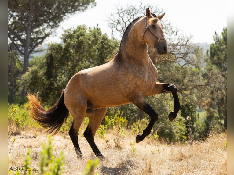 Lusitanos Hengst 3 Jahre 162 cm Buckskin in Caldas da Rainha