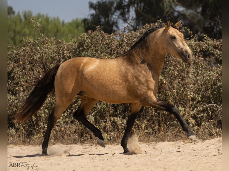 Lusitanos Hengst 3 Jahre 162 cm Buckskin in Caldas da Rainha