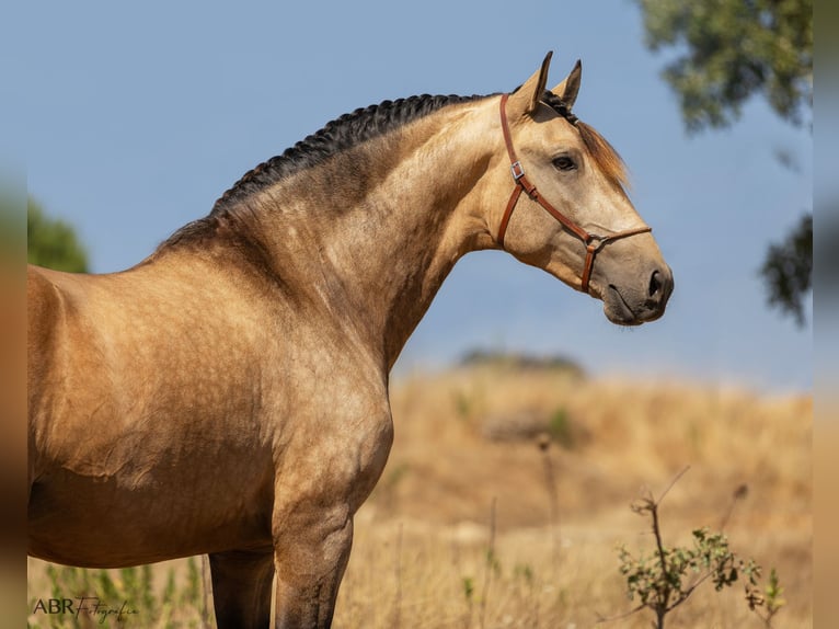 Lusitanos Hengst 3 Jahre 162 cm Buckskin in Caldas da Rainha