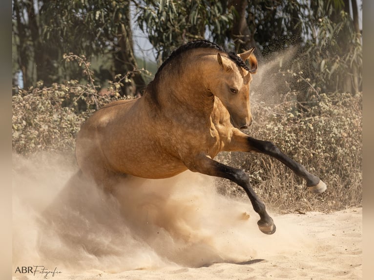Lusitanos Hengst 3 Jahre 162 cm Buckskin in Caldas da Rainha