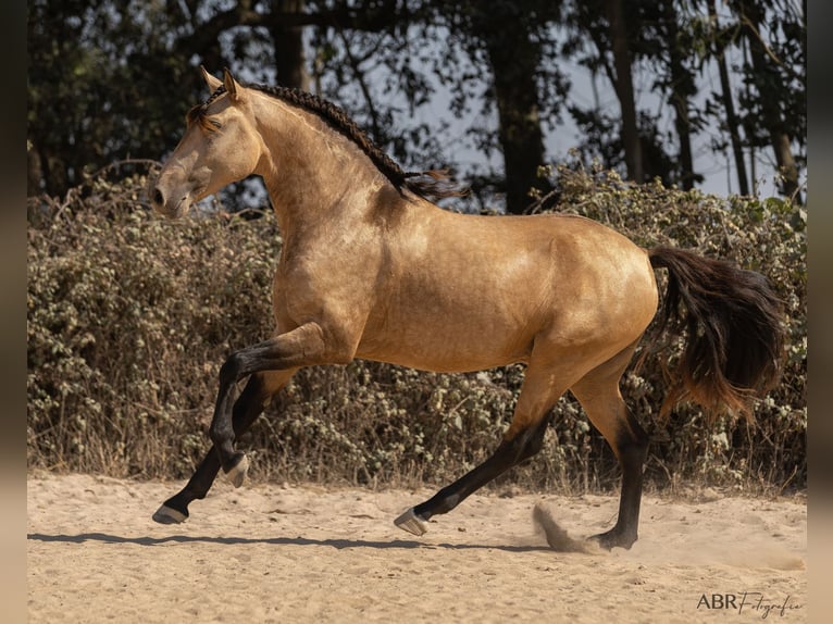 Lusitanos Hengst 3 Jahre 162 cm Buckskin in Caldas da Rainha