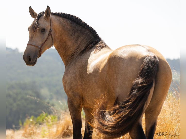 Lusitanos Hengst 3 Jahre 162 cm Buckskin in Caldas da Rainha