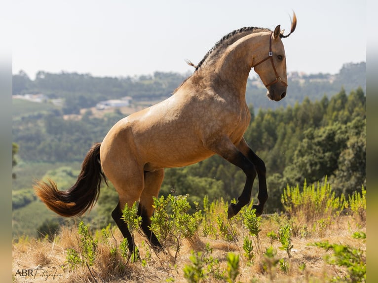 Lusitanos Hengst 3 Jahre 162 cm Buckskin in Caldas da Rainha