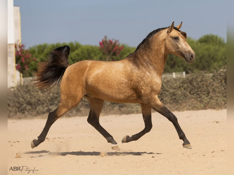Lusitanos Hengst 3 Jahre 162 cm Buckskin in Caldas da Rainha