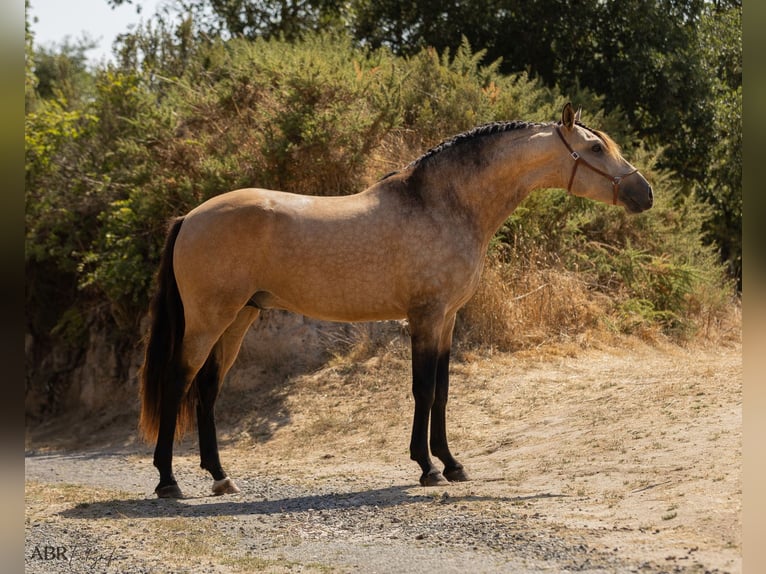 Lusitanos Hengst 3 Jahre 162 cm Buckskin in Caldas da Rainha