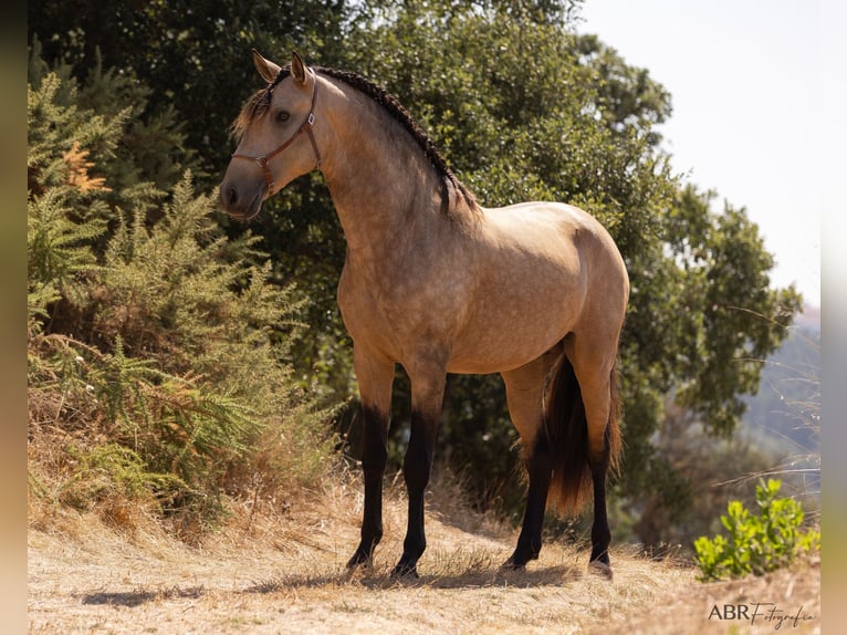 Lusitanos Hengst 3 Jahre 162 cm Buckskin in Caldas da Rainha
