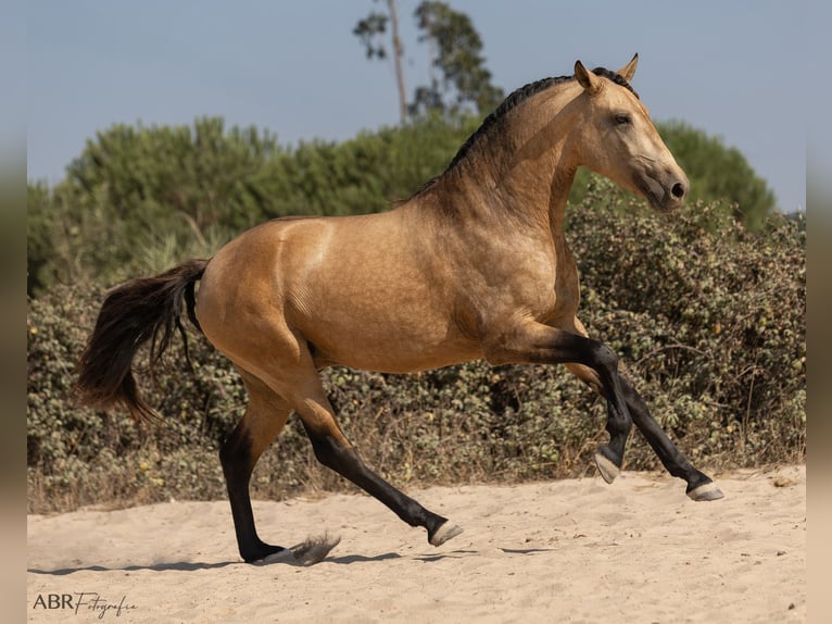 Lusitanos Hengst 3 Jahre 162 cm Buckskin in Caldas da Rainha