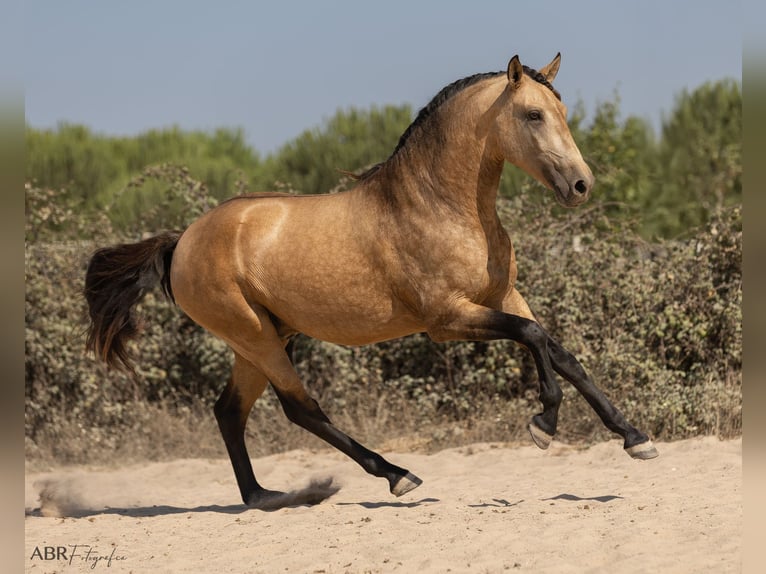 Lusitanos Hengst 3 Jahre 162 cm Buckskin in Caldas da Rainha