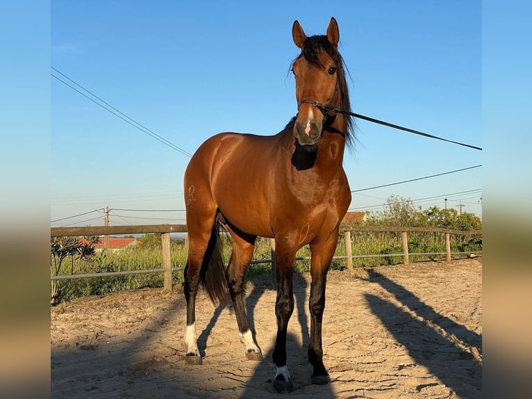 Lusitanos Hengst 3 Jahre 162 cm Dunkelbrauner in Coruche