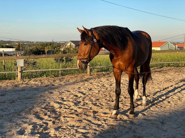 Lusitanos Hengst 3 Jahre 162 cm Dunkelbrauner in Coruche