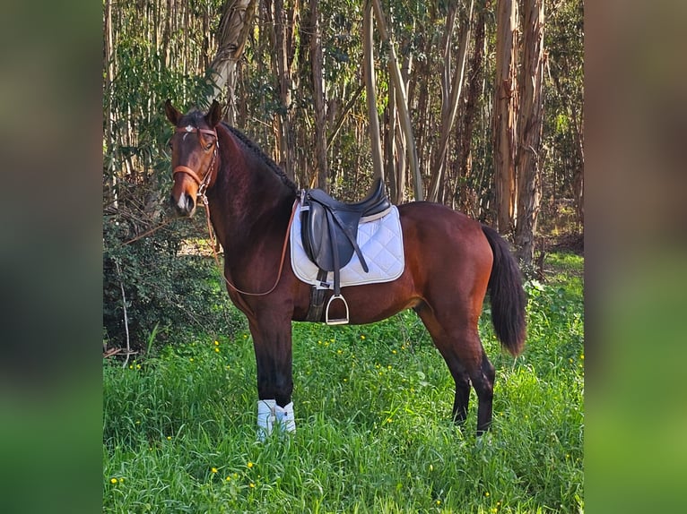 Lusitanos Hengst 3 Jahre 162 cm Dunkelbrauner in Braunau