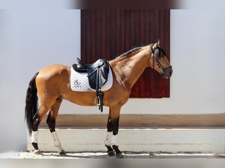Lusitanos Hengst 3 Jahre 162 cm Falbe in Pozuelo De Alarcon