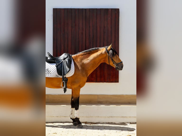 Lusitanos Hengst 3 Jahre 162 cm Falbe in Pozuelo De Alarcon