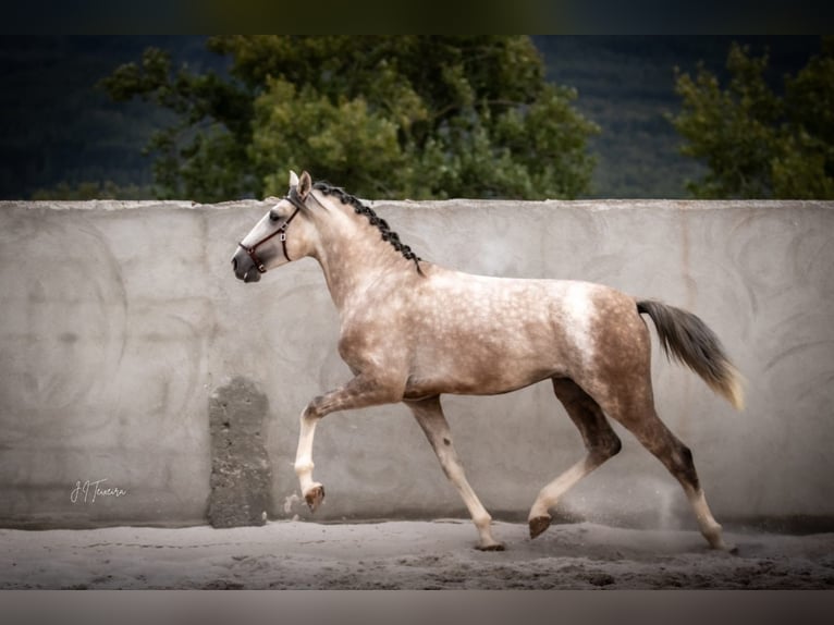 Lusitanos Hengst 3 Jahre 162 cm Schimmel in Rio Maior