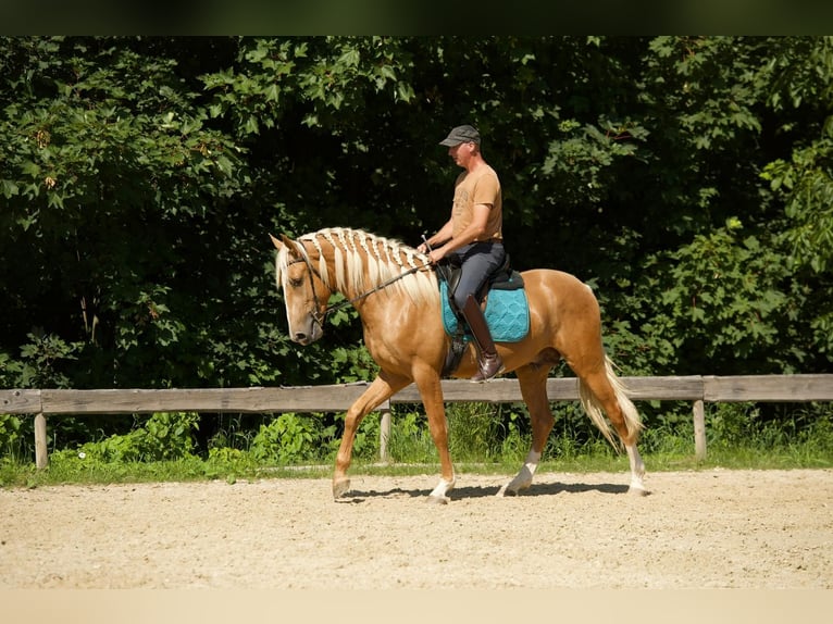 Lusitanos Hengst 3 Jahre 163 cm Palomino in Trier