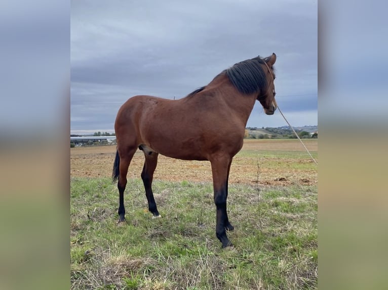 Lusitanos Hengst 3 Jahre 164 cm Brauner in Cartaxo