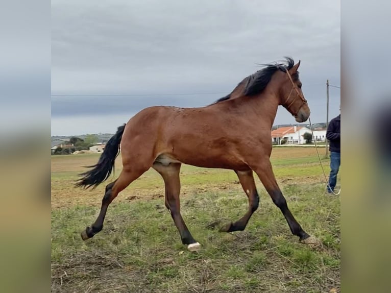 Lusitanos Hengst 3 Jahre 164 cm Brauner in Cartaxo