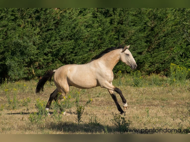 Lusitanos Hengst 3 Jahre 164 cm Buckskin in Espirdo